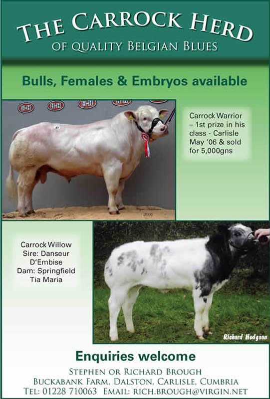 Carrock herd of British Blues