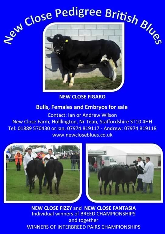 New Close herd of British Blues