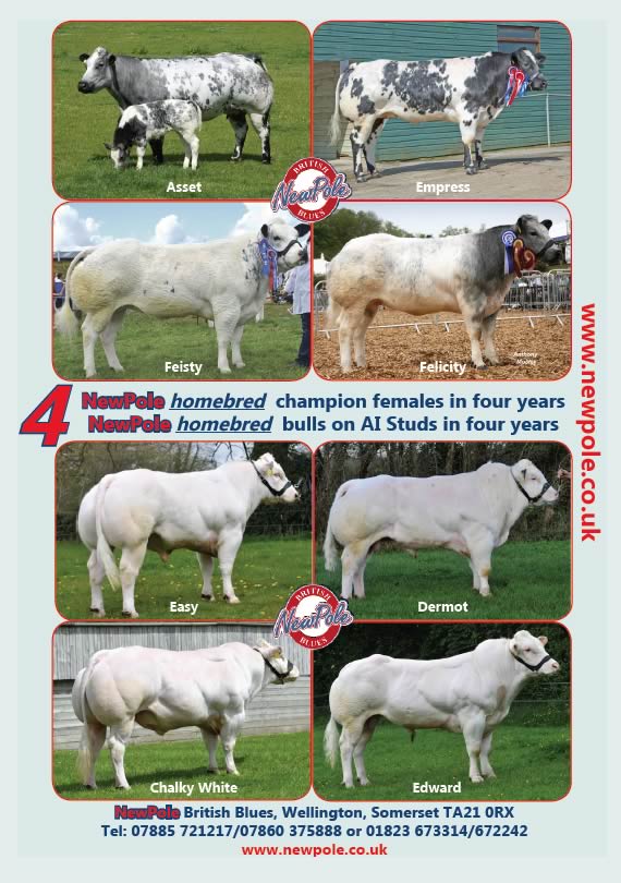 Newpole Herd of British & Belgian Blue Cattle