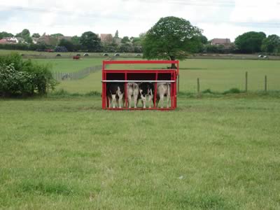 Farm Walk with the Cromwell Herd