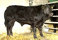 Crossbred Steer