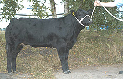 Top priced commercial animal