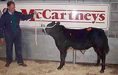 LImousin X Champion
