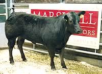 Belgian Blue crossbred