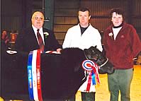 Belgian Blue crossbred Champion