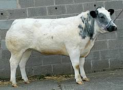 Tamhorn Urika