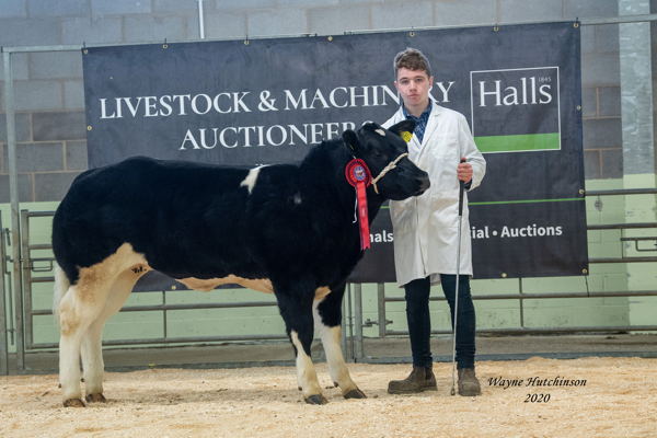 Res Champion Haltered calf