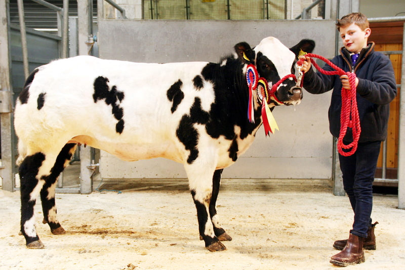 supreme champion Blue-cross heifer