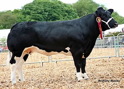 Breed Champion &ldquo;Pendle Dazzle