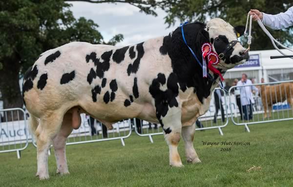 Solway View Leonardo - Best Junior Bull