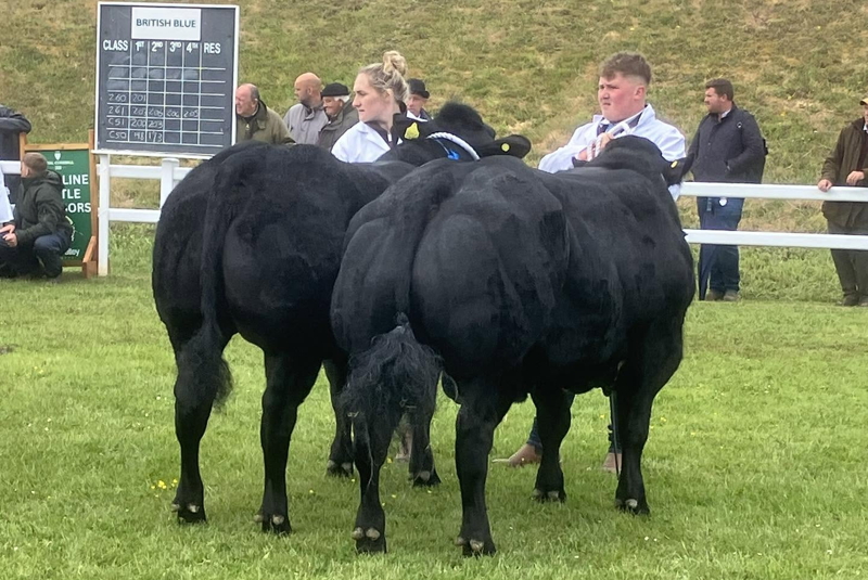British Blue winners of the Interbreed Pairs