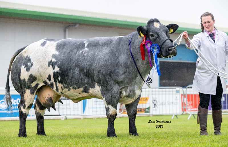 Ellglen Olympia Reserve Supreme Champion
