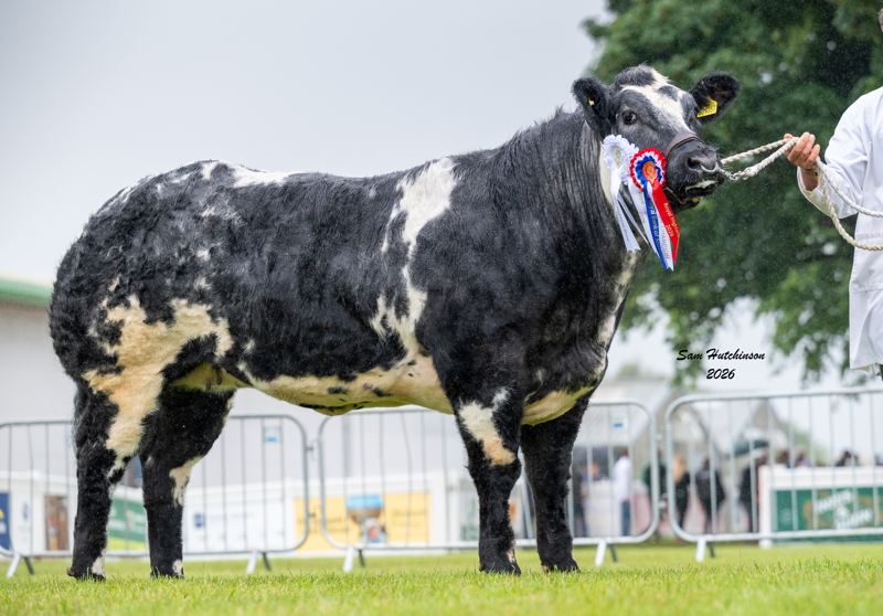 Reserve Junior Champion Solway View Ultraviolet