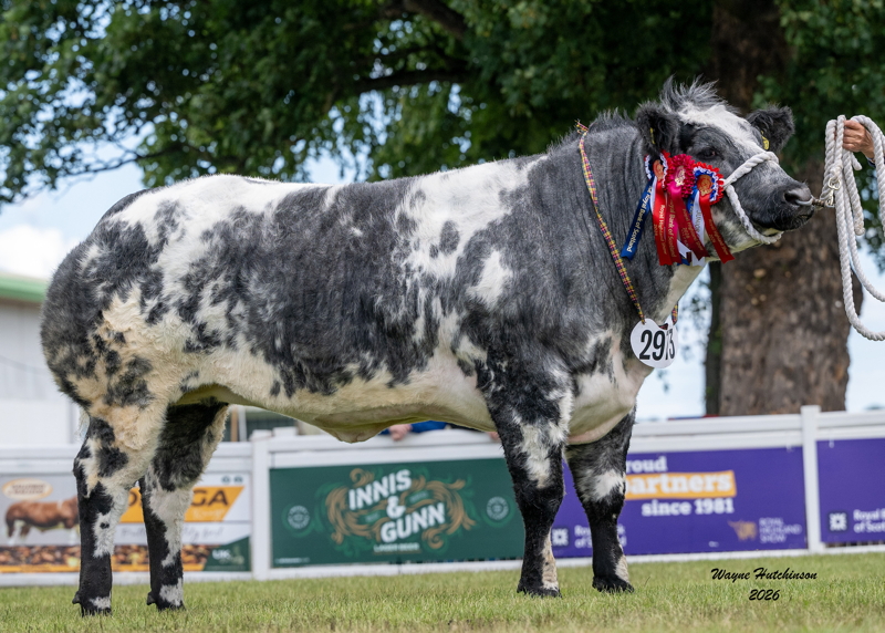 Rhymil Udancer Junior Champion