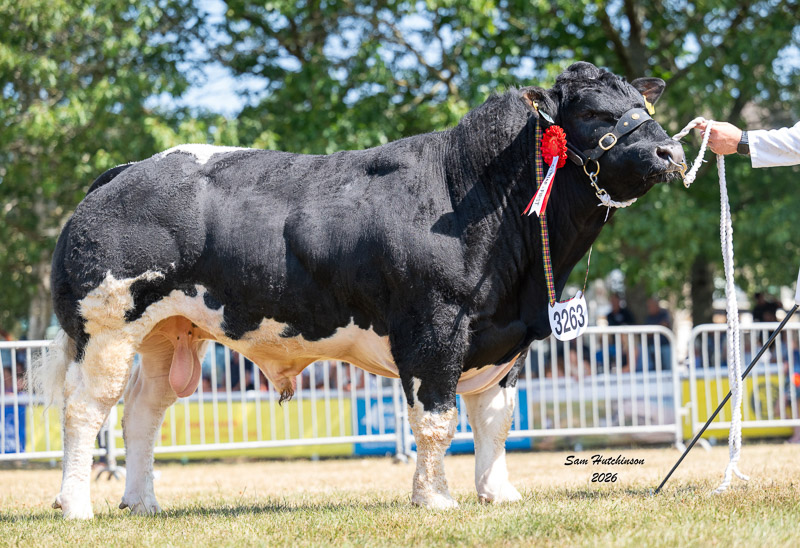 Junior Bull Champion - Solway View Vagabond