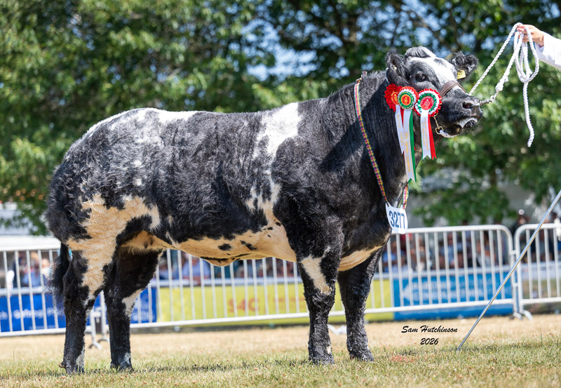Overall Champion - Solway View Ultraviolet