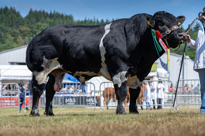 Reserve Male Champion - Jonsland Turbo